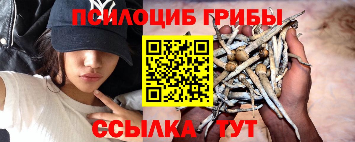 дарнет шоп  Псилоцибиновые грибы MAGIC MUSHROOMS  Вход с VPN  Гусиноозёрск 